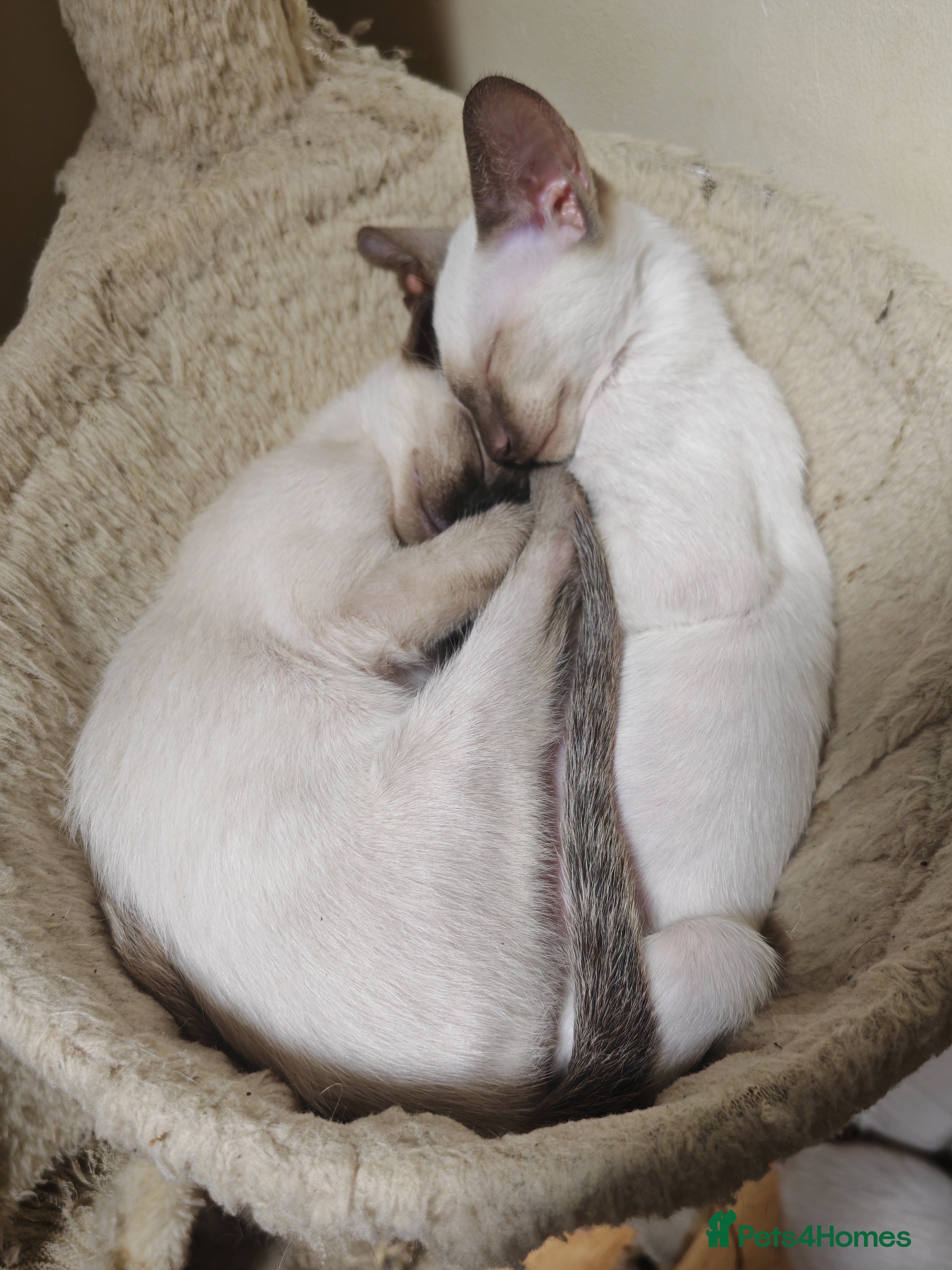 Siamese cats Exceptional GCCF Registered Siamese Kittens - Advert 2