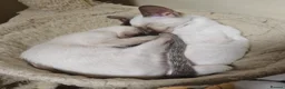 Siamese cats for sale: Exceptional Siamese Kittens - Advert 4