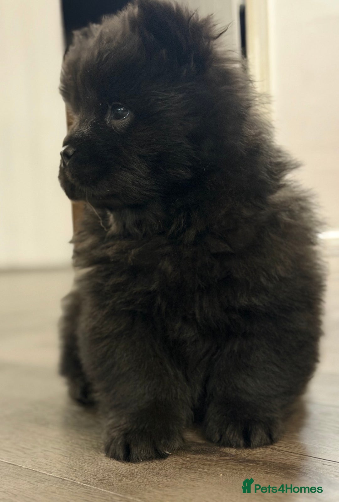 Chow Chow dogs for sale: Ready to go to their new homes.  - Advert 17