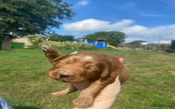 Aussiedoodle dogs for sale: Gorgeous Aussie Doodle Pups - Image 24