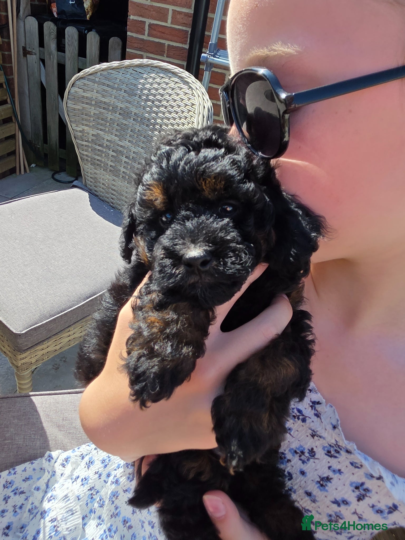 Cavapoo dogs F1BB Cavapoo  - Advert 17