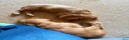 Cocker Spaniel dogs for stud: KC REGISTERED WORKING COCKER SPANIEL FOR STUD - Advert 19