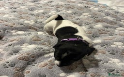 Jack Russell dogs for sale: Jack Russell Puppies for Sale  - Image 20