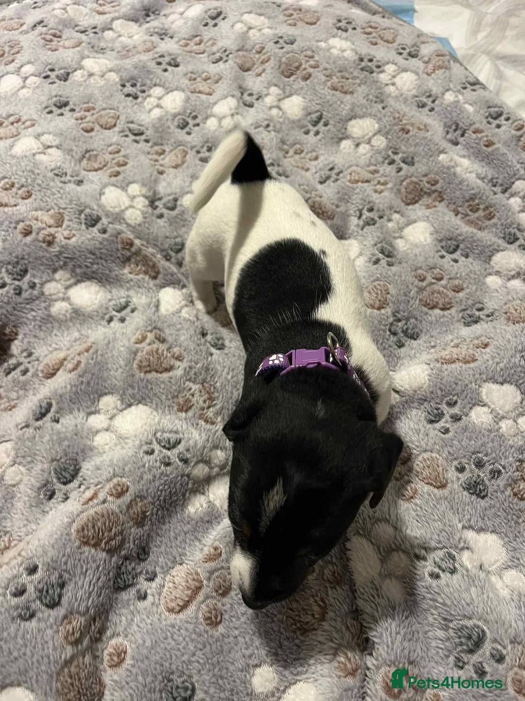 Jack Russell dogs for sale: Jack Russell Puppies for Sale  - Image 20
