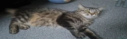 Siberian cats for sale: Siberian Mix Cat - Advert 5