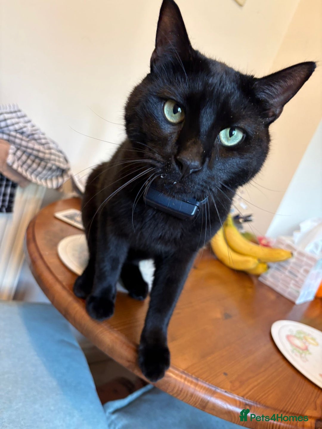 Domestic Shorthair cats for sale: Looking for a Loving Home for My Cat - Image 3