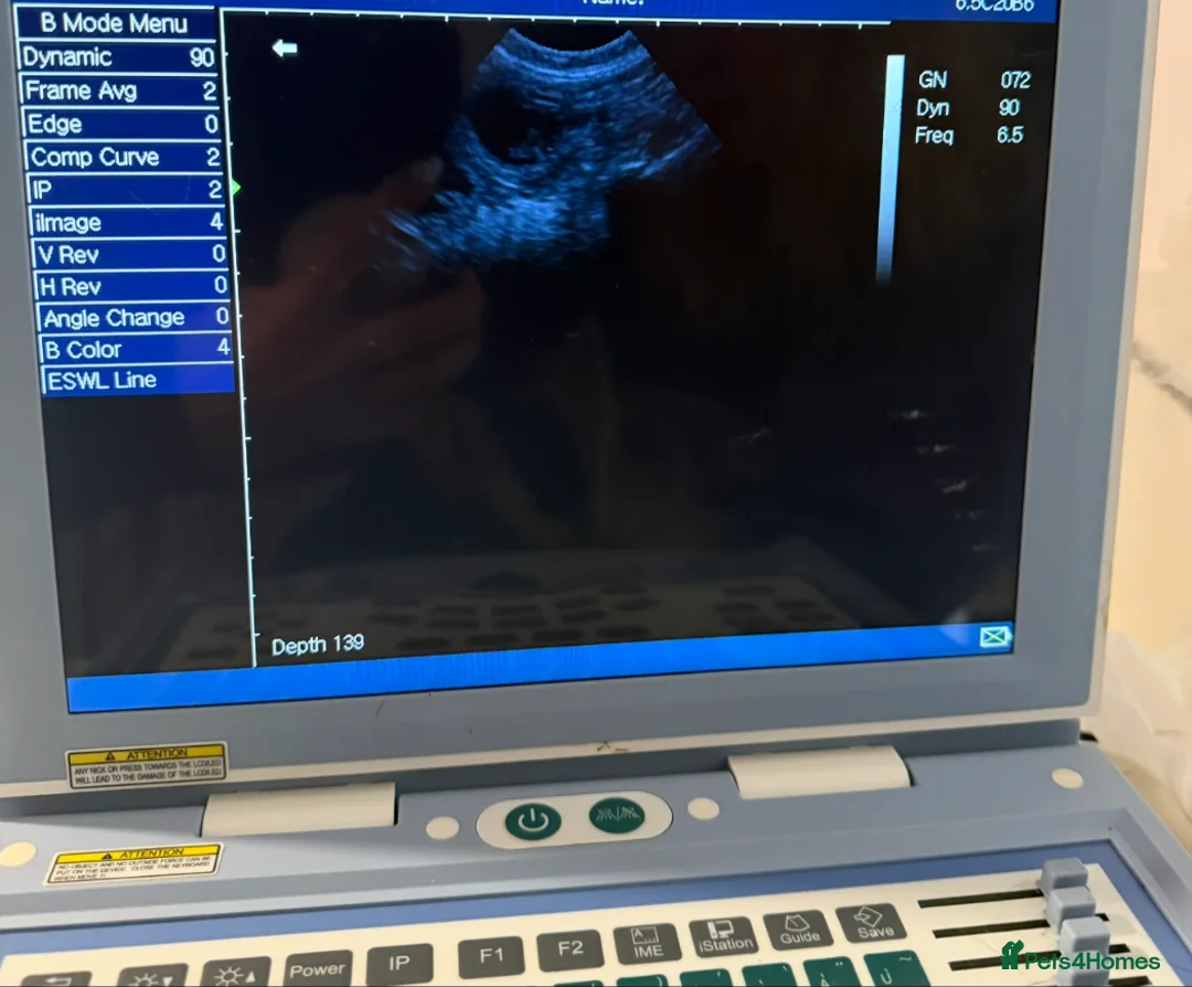 Cockapoo dogs for sale: F1B Cockapoo puppies - Advert 2