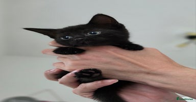 Mixed Breed cats - Advert 13