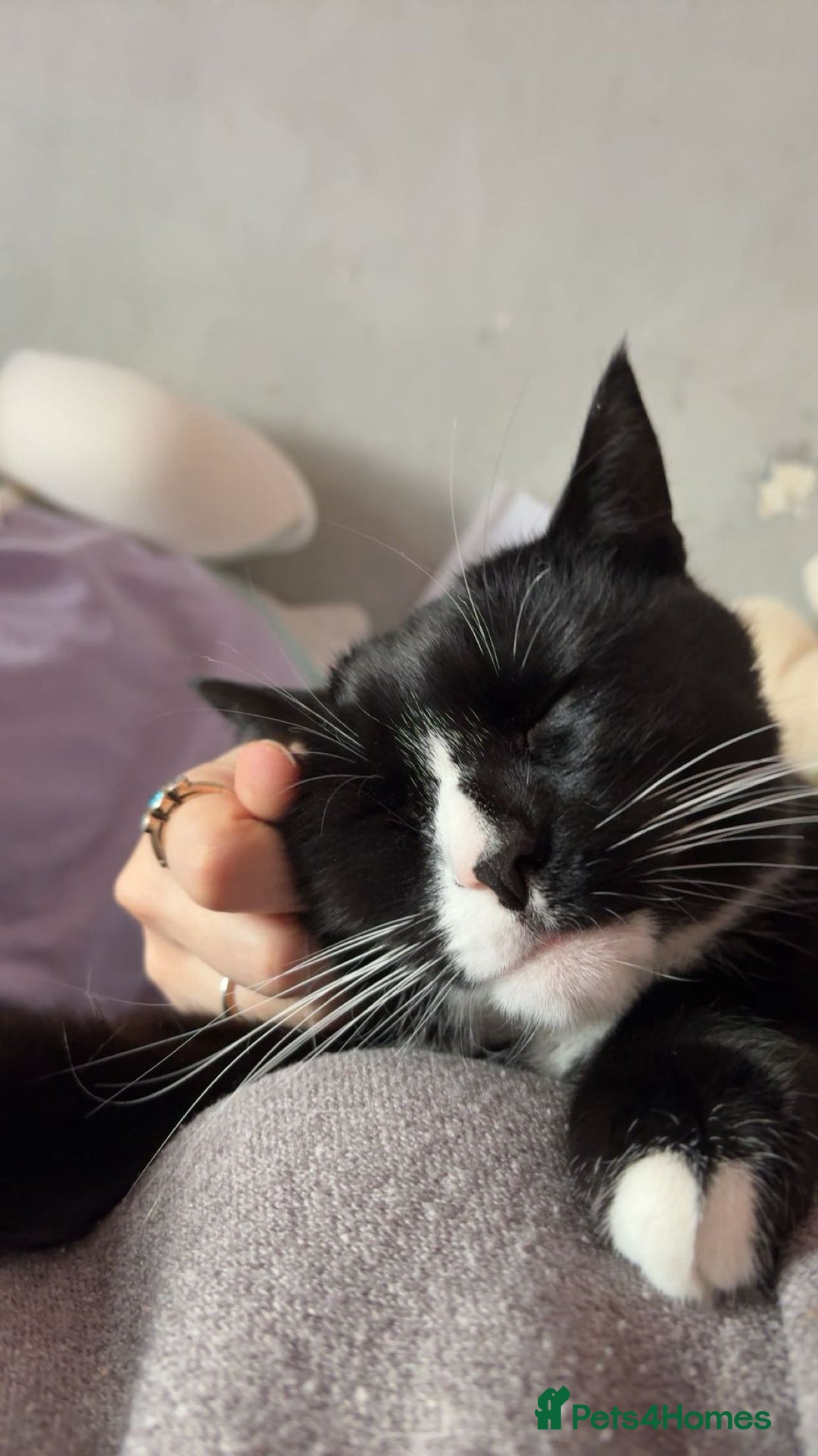 Mixed Breed cats for sale: Otis male cat - Image 4