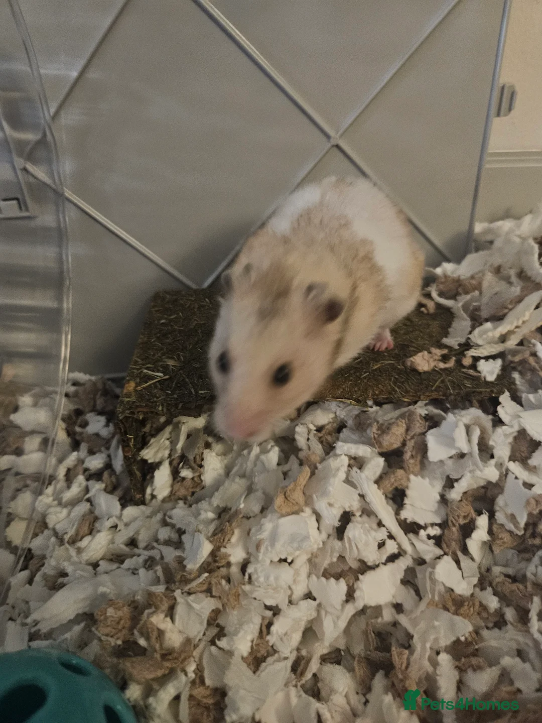 Hamster rodents for sale: Kinder the Syrian hamster  - Advert 3