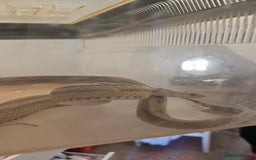 Corn Snake reptiles for sale: Corn snake for sale  - Image 1