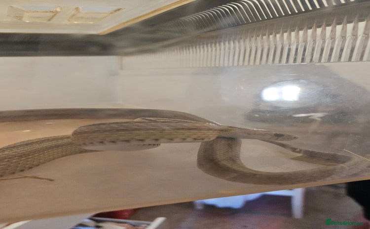 Corn Snake reptiles - Advert 4