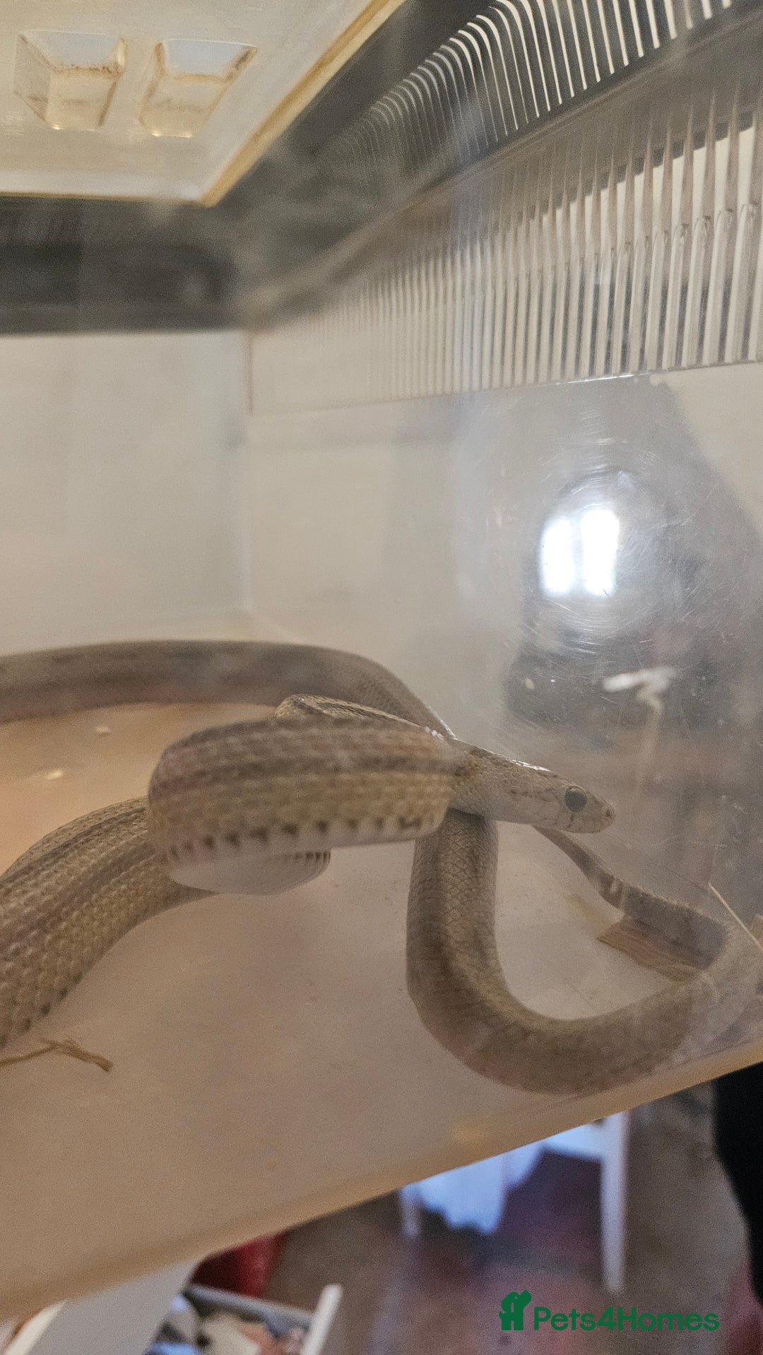 Corn Snake reptiles for sale: Corn snake for sale  - Image 1