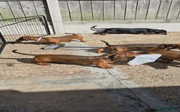 Dachshund dogs for sale: "READY GO STUNING 5 STANDARD DACHSHUND PUPPIES  - Image 12
