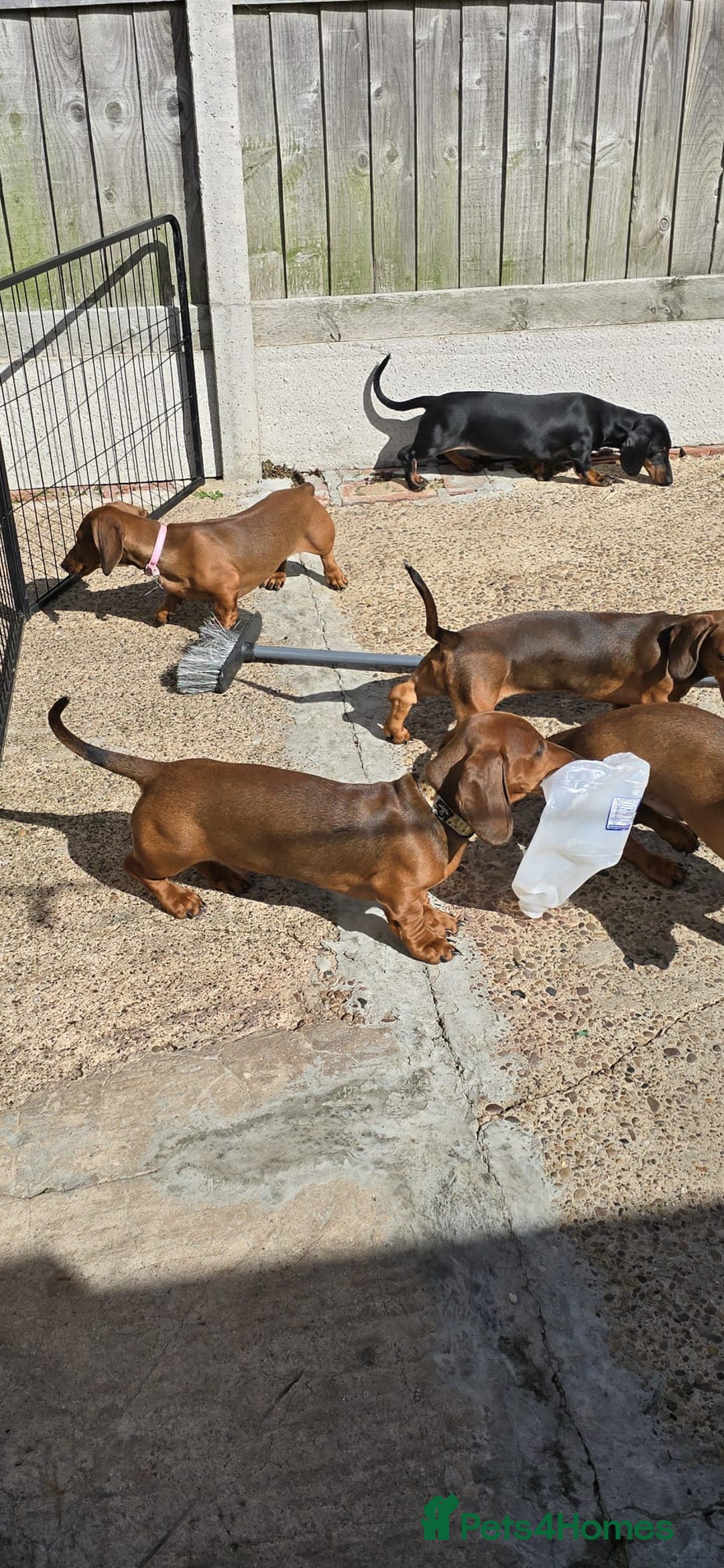 Dachshund dogs for sale: "READY GO STUNING 5 STANDARD DACHSHUND PUPPIES  - Image 12