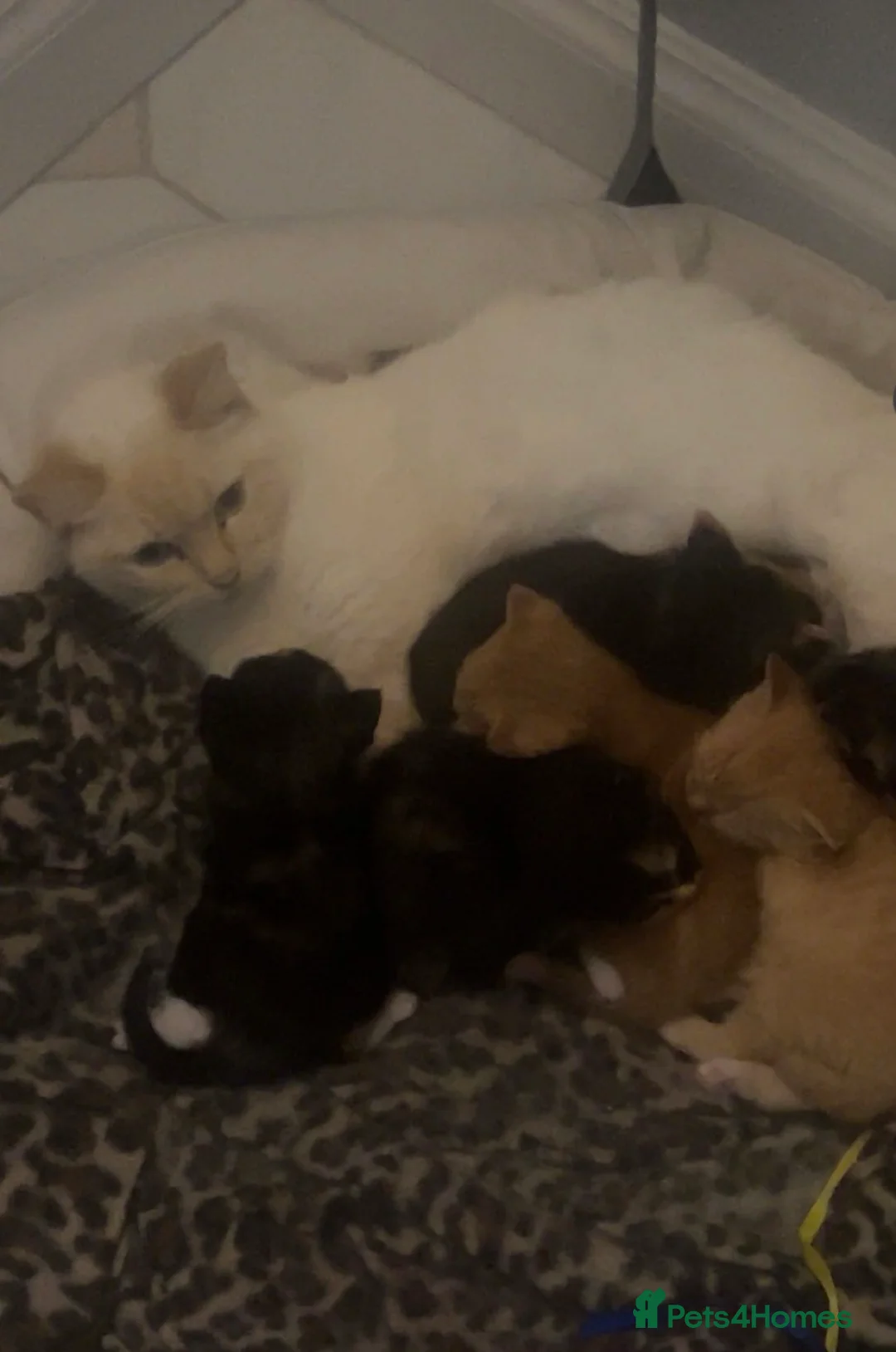Mixed Breed cats for sale: Beautiful 6 Kittens in Peterborough - Advert 2