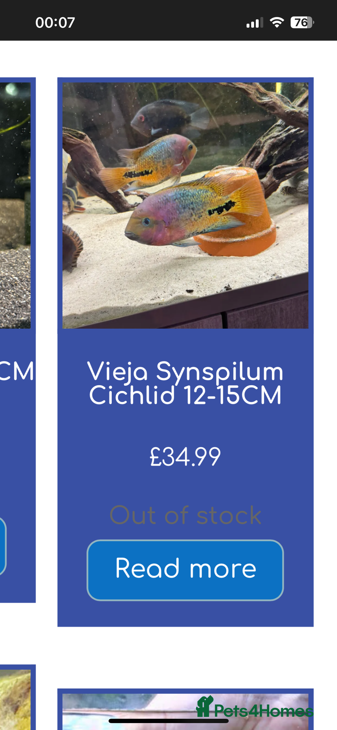 Cichlids fish for sale: 420l tank set up, loads of tropical fish - Image 6
