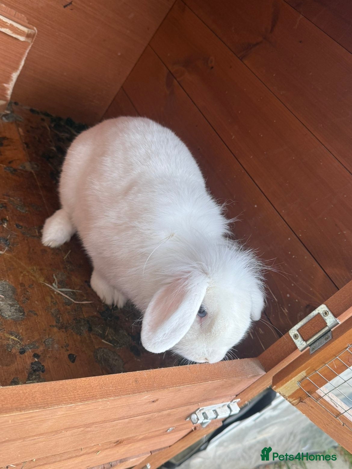 Lionhead rabbits Bluebell is looking for new home 🐰 - Advert 1
