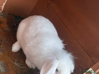 Lionhead rabbits Bluebell is looking for new home 🐰 - Advert 1