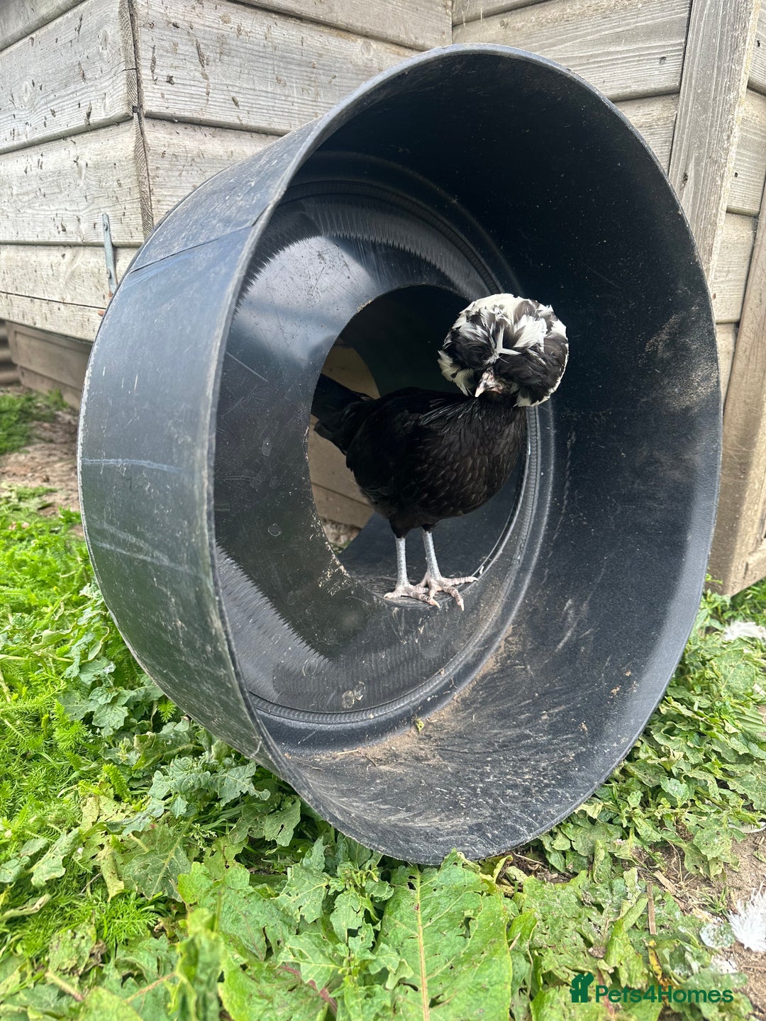 Chickens poultry for sale: Chickens hens polish baby young bantam  in Wimborne - Image 16