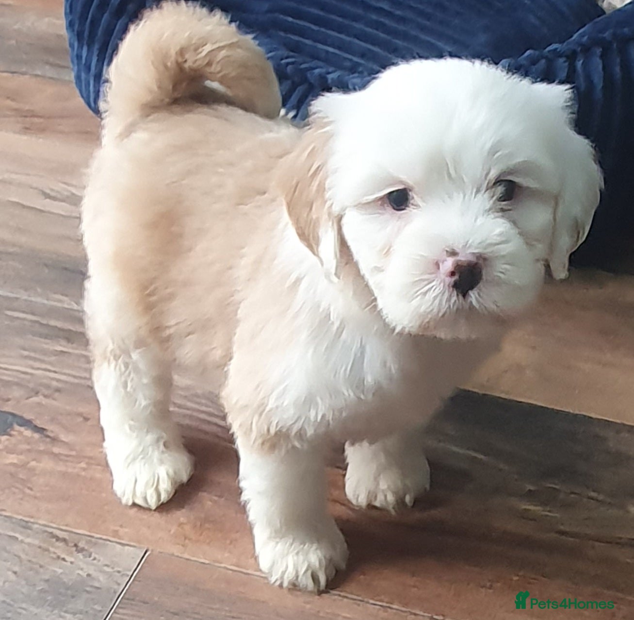 Tibetan Terrier dogs Tibetan terriers  - Advert 5