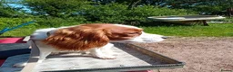 Mixed Breed dogs for sale: King charles spaniel  - Advert 8