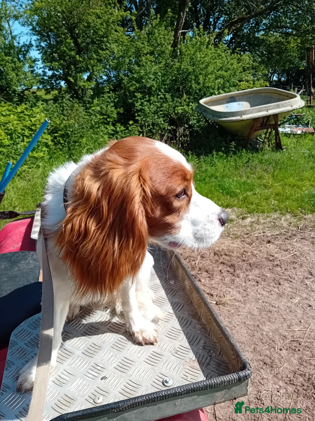 Mixed Breed dogs for sale: King charles spaniel  - Advert 8