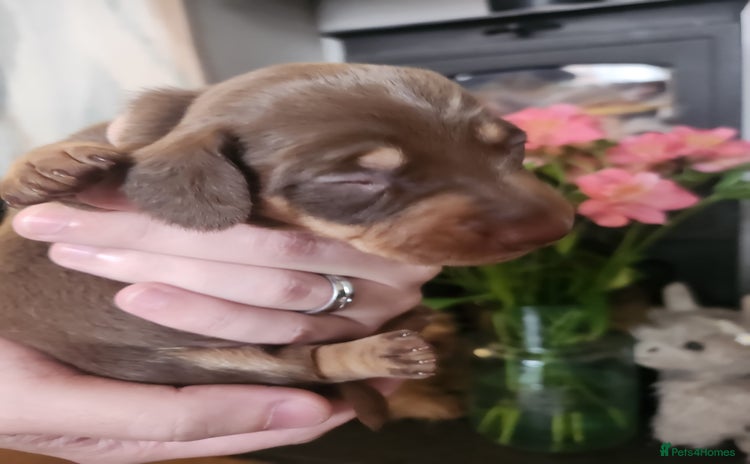 Miniature Dachshund dogs - Advert 14