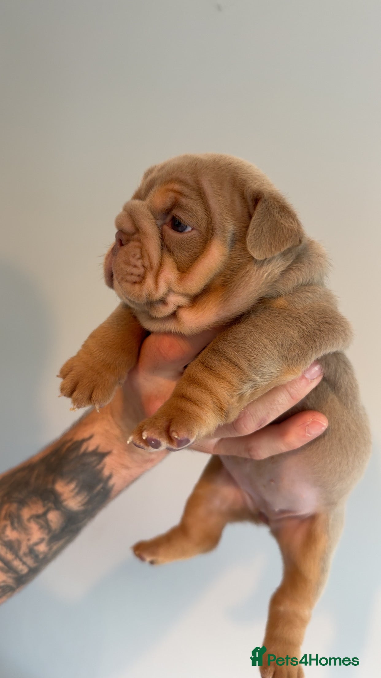 English Bulldog dogs for sale: English bulldog puppies  - Advert 12