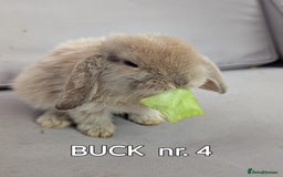 Mini Lop rabbits for sale: CUTE MINI-LOPS - Image 10