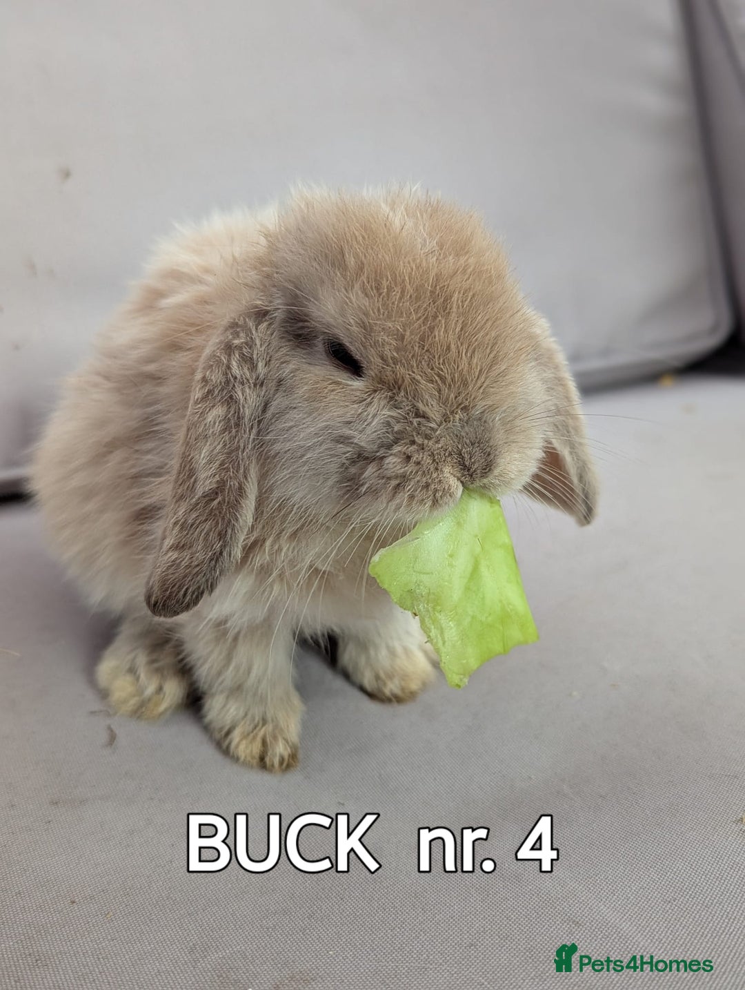 Mini Lop rabbits for sale: CUTE MINI-LOPS - Image 10