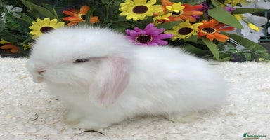 Mini Lop rabbits - Advert 4