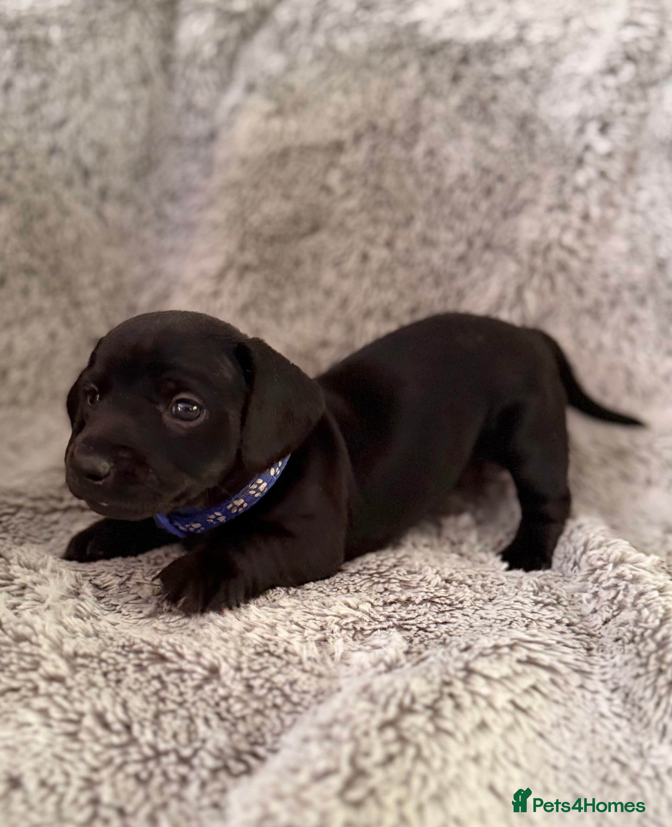 Miniature Dachshund dogs Rare Solid Colour PRA Clear KC Mini Dachshund Pups - Advert 2