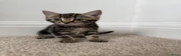 Mixed Breed cats for sale: Crumpet, she is 10weeks old, a female tabby mix.  - Advert 2