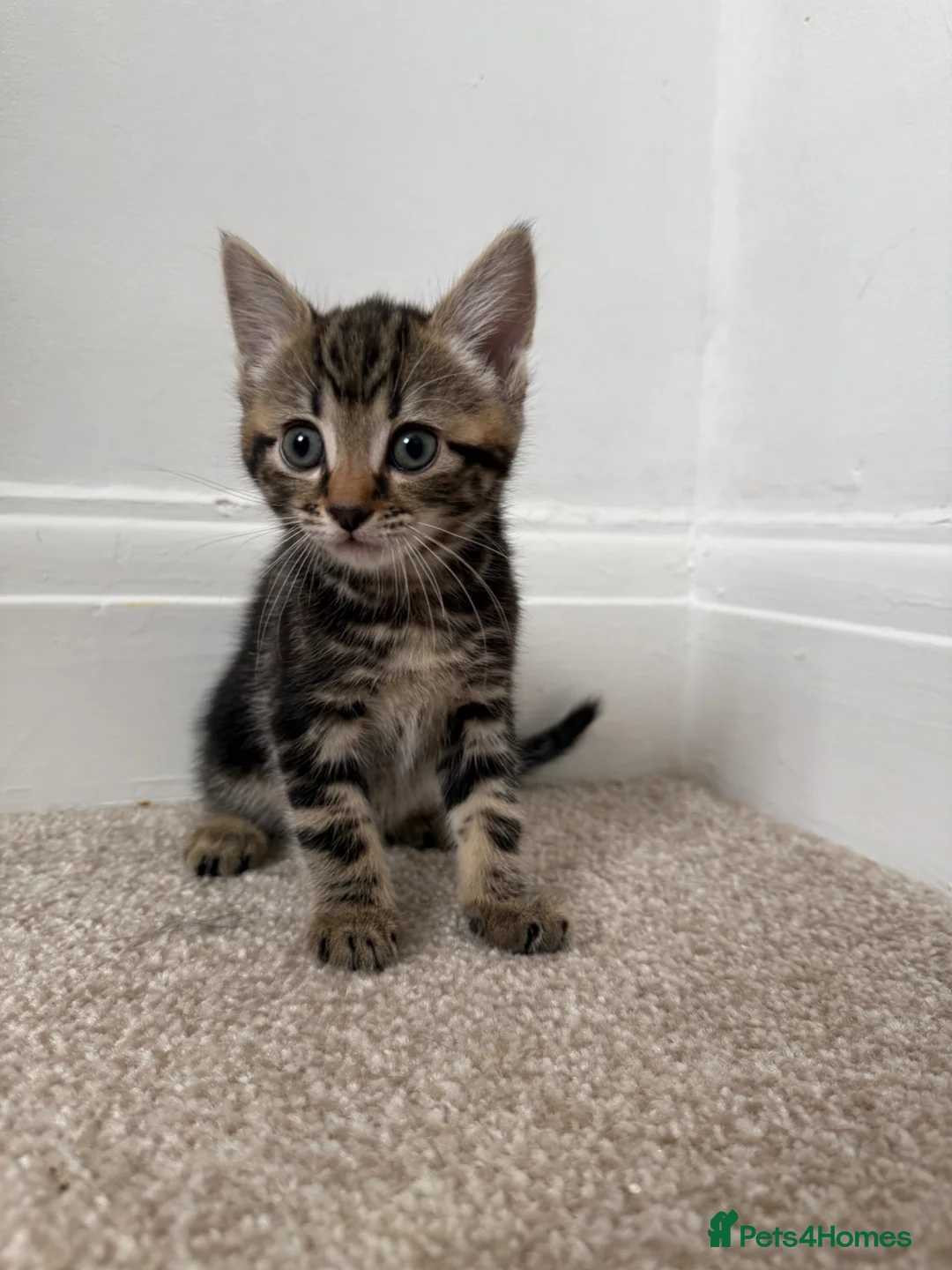 Mixed Breed cats for sale: Crumpet, she is 10weeks old, a female tabby mix.  - Advert 2