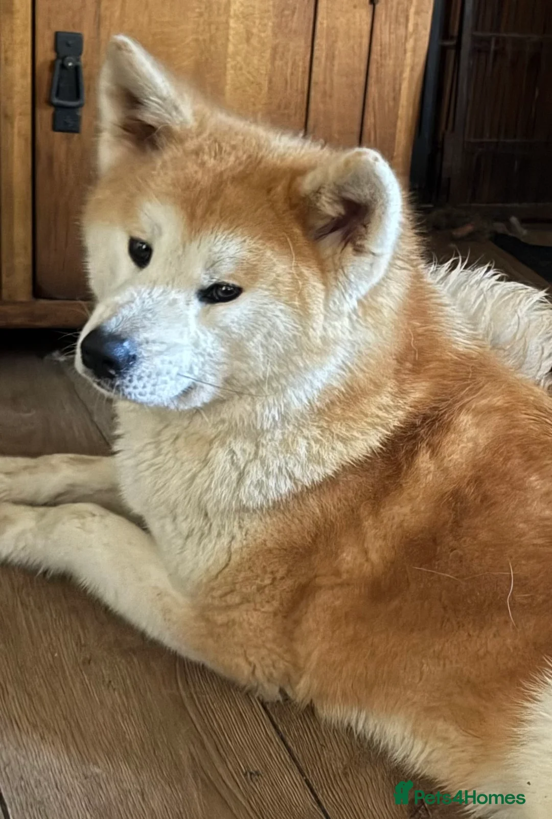 Japanese Akita Inu dogs for sale: Stunning female  - Advert 4