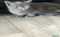Mixed Breed cats for sale: 4 beautiful kittens looking for forever homes - Image 2