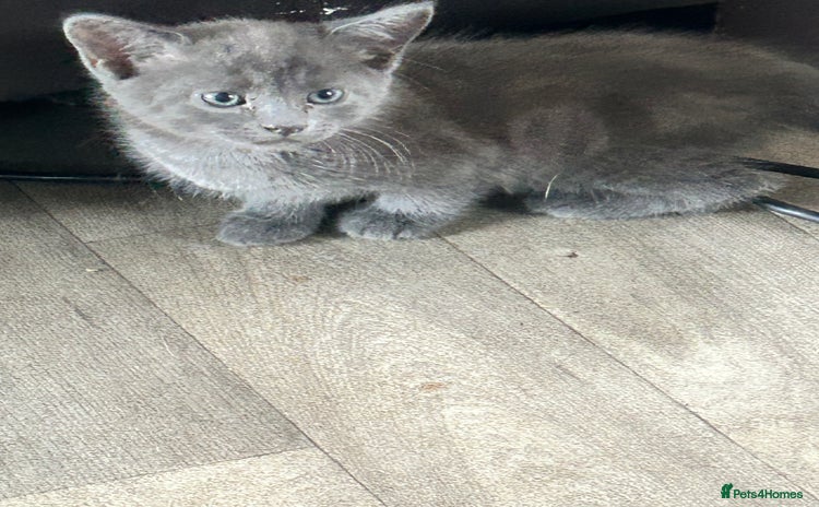 Mixed Breed cats - Advert 11