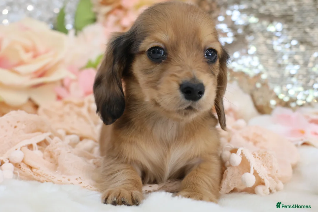 Miniature Dachshund dogs for sale: KC Longhair Miniature Dachshund Puppies - Advert 38
