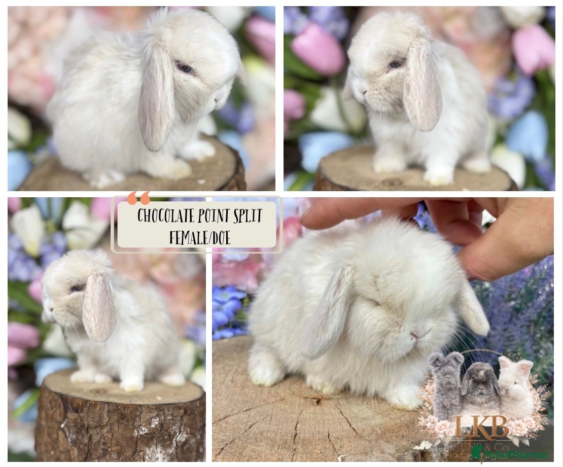 Mini Lop rabbits 🌟 PUREBRED MINI LOP BABIES 🌟 - Advert 12