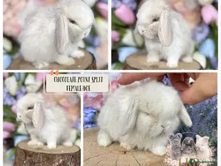 Mini Lop rabbits 🌟 PUREBRED MINI LOP BABIES 🌟 - Advert 12