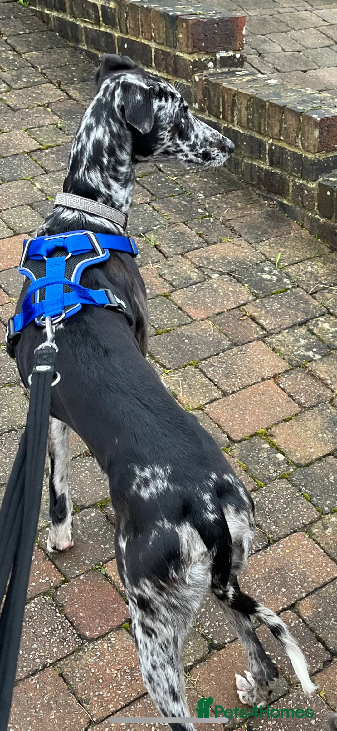 Mixed Breed dogs for sale: Beautiful 1 year old neutered male - Advert 3