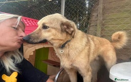 Mixed Breed dogs for adoption: Pettern - Norwich Norfolk  - Image 32