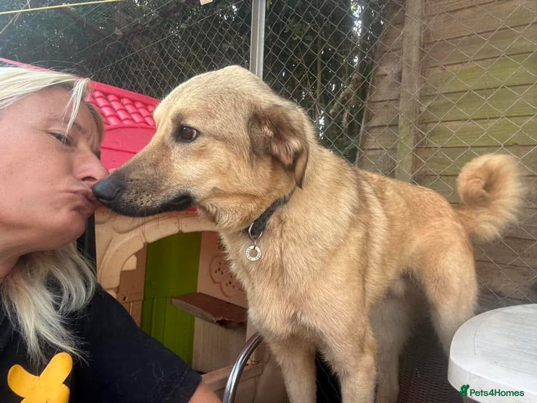 Mixed Breed dogs for adoption: Pettern - Norwich Norfolk  - Image 32