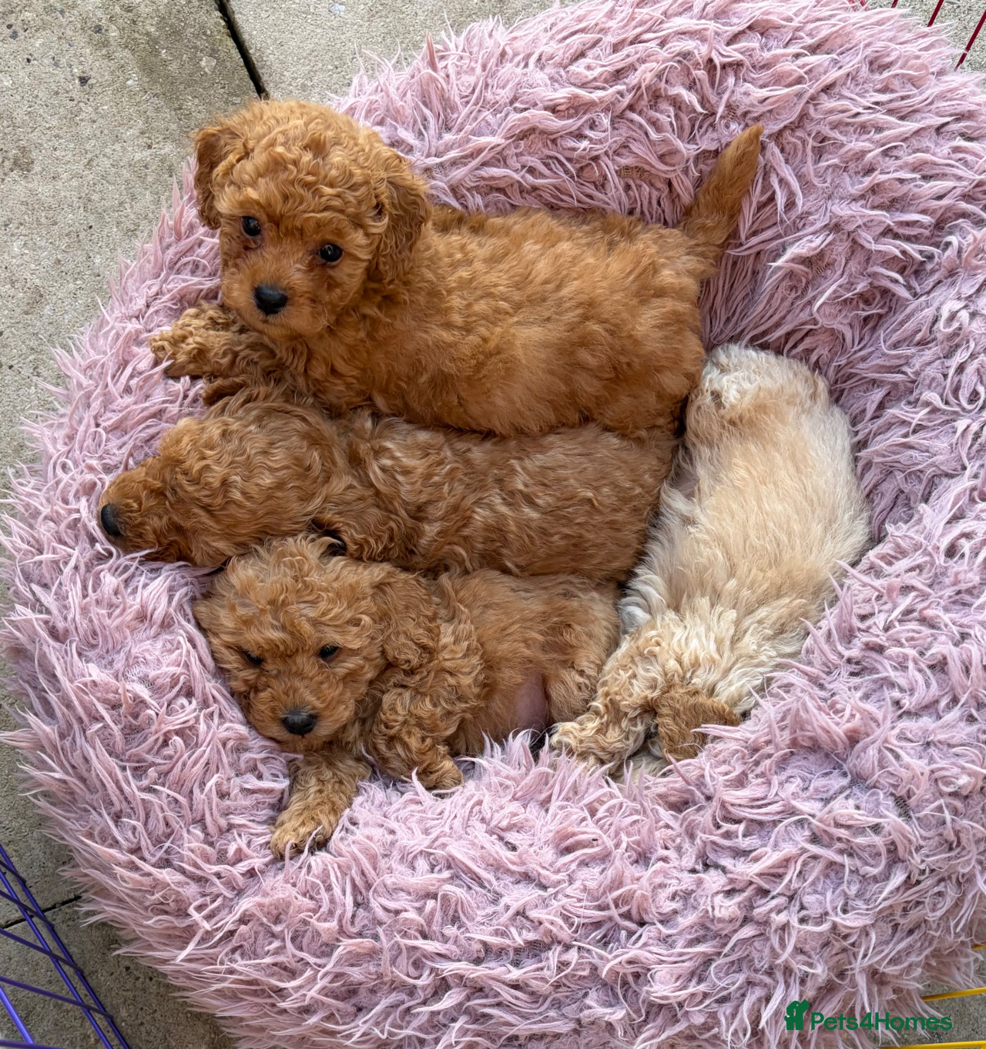 Toy Poodle dogs Asian imported toy poodle 💙 - Advert 1