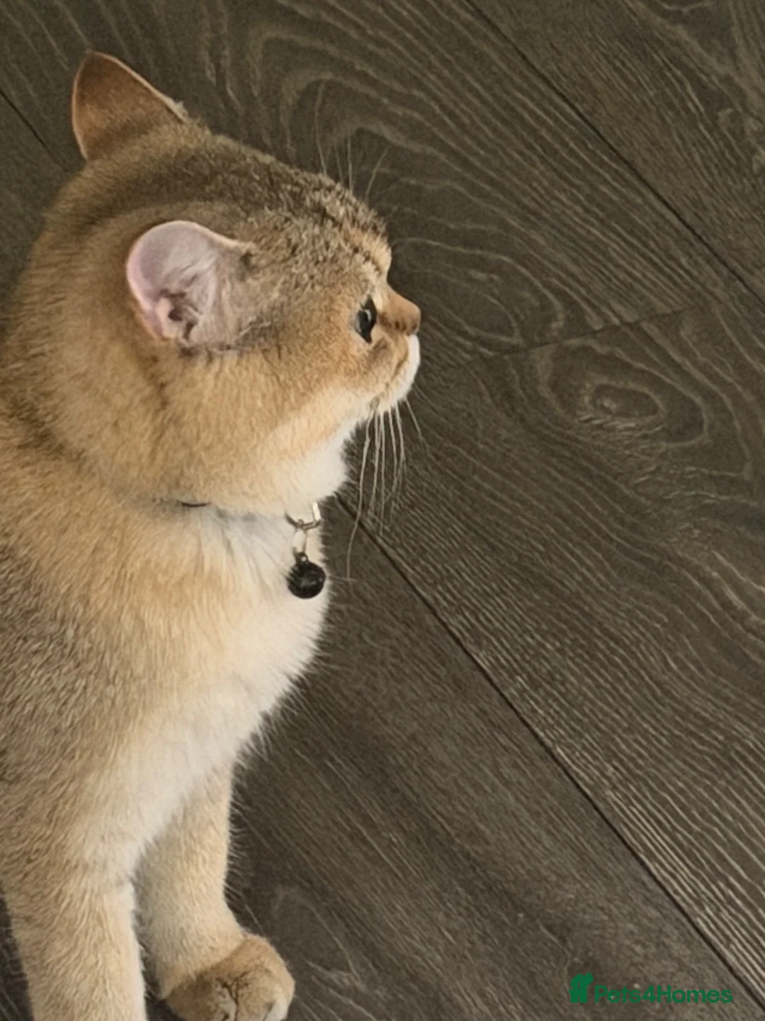 Scottish Fold cats for sale: Scottish fold  in Birmingham - Advert 2