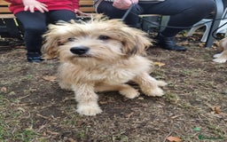 Mixed Breed dogs for adoption: Meet WILLOW - Image 5