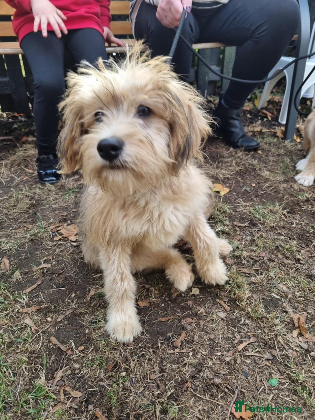 Mixed Breed dogs for adoption: Meet WILLOW - Image 5