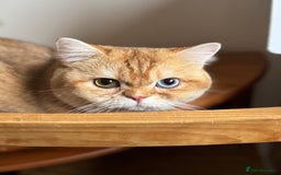 British Longhair cats for sale: GCCF reg BLH Chocolate Golden Blue/Green/Odd Eyes - Image 21