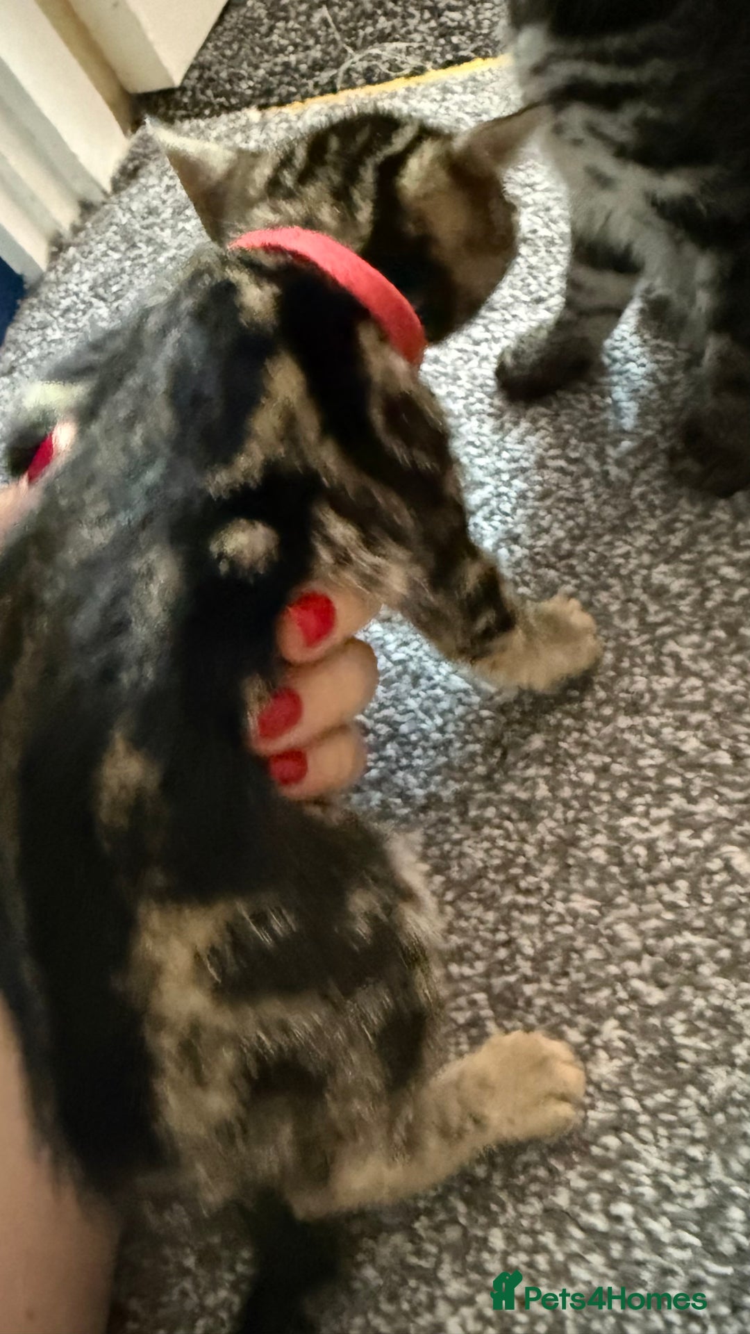 Mixed Breed cats for sale: Mixed bengal kittens - Advert 32